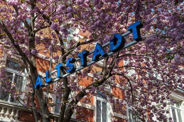 Cherry Blossoms In Bonn Germany Kirschbluete Bonn